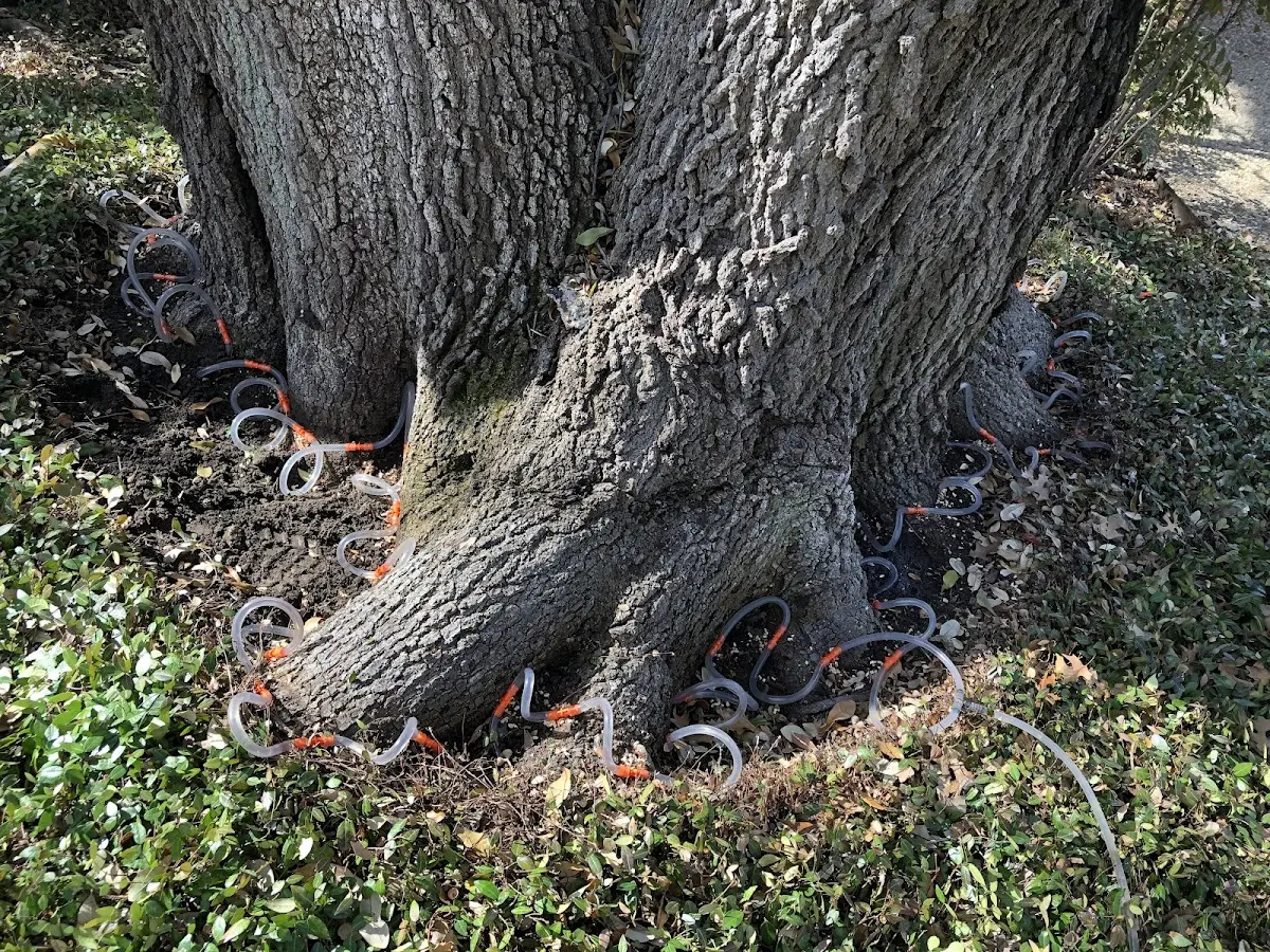 Detailed Tree Cabling and Bracing job site in New Hampshire