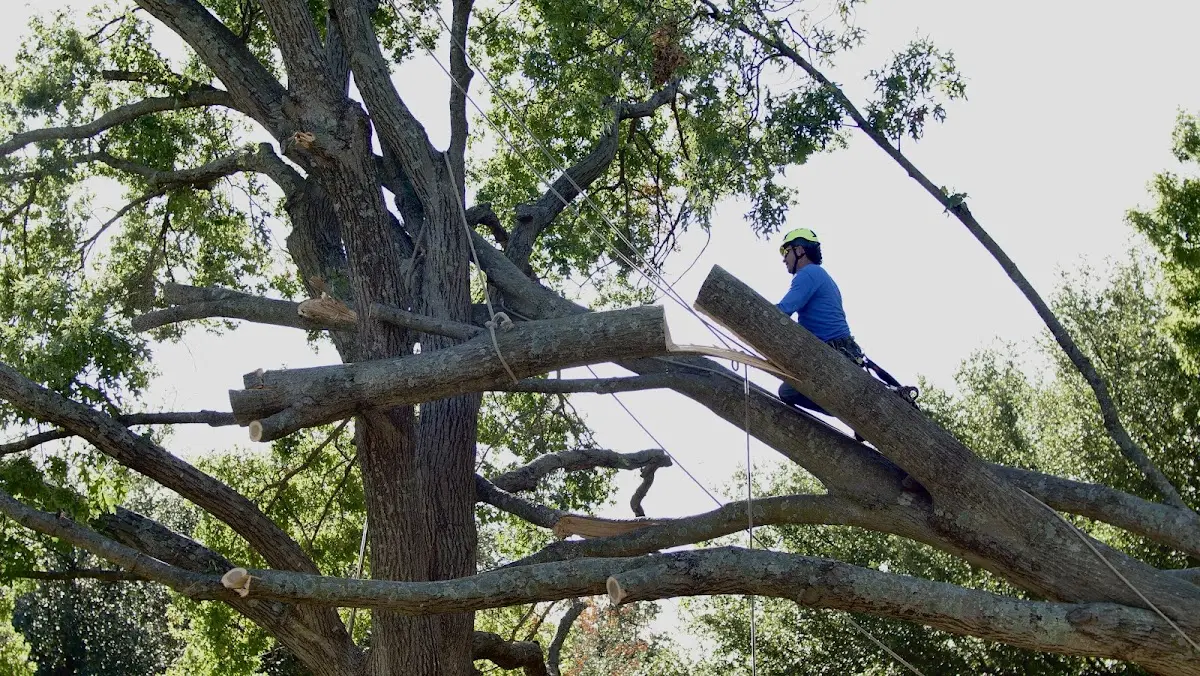 Professional Crown Thinning performed by certified arborists in New Hampshire