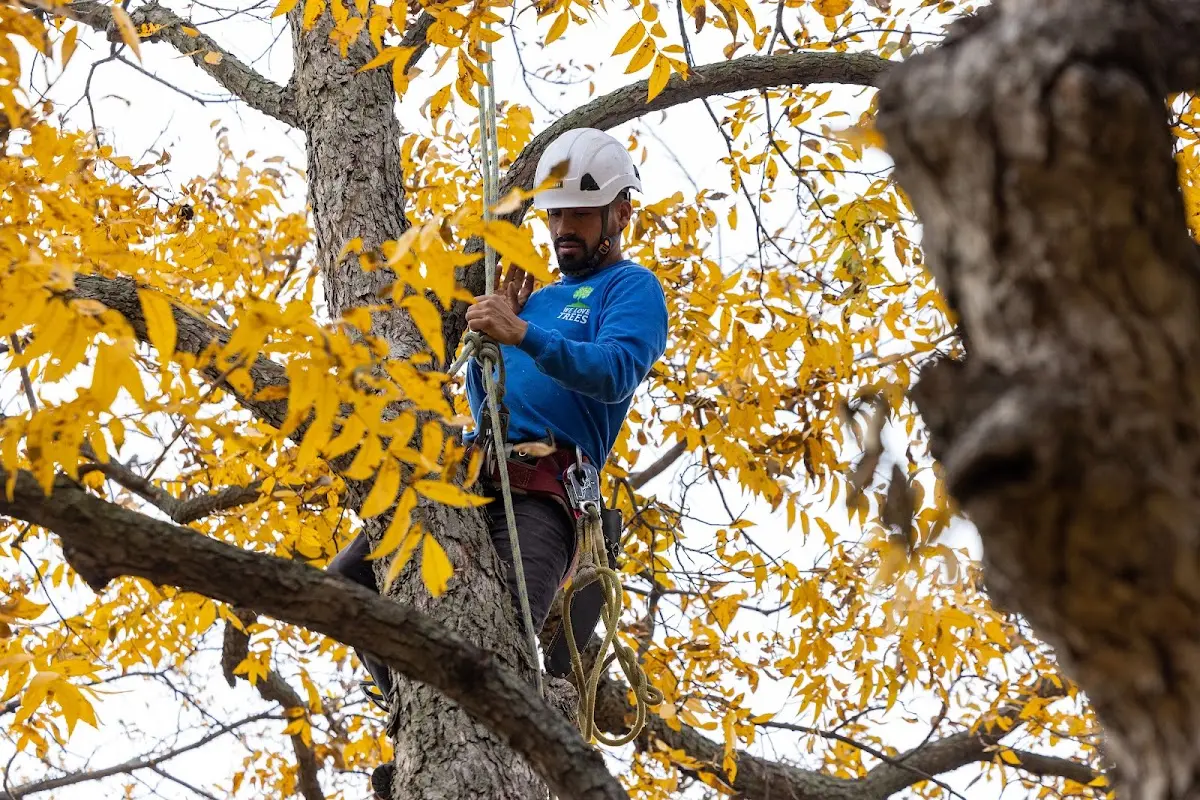 Skilled Tree Pruning crew working in New Hampshire