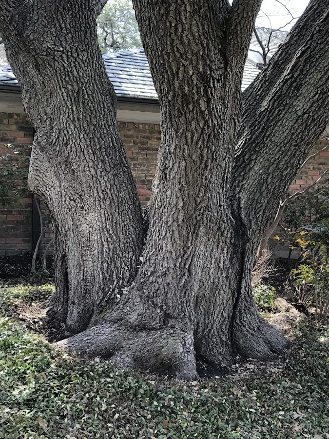 Mature heritage tree close to a New Hampshire property cared for by certified arborists